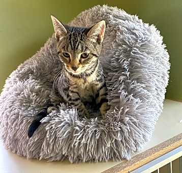Photo of Panther