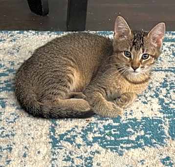 Photo of Tigris