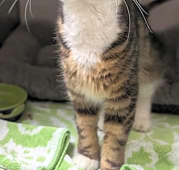 Photo of Remy