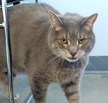 Photo of Huck Finn (Finny)