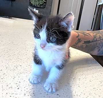Photo of Kittens