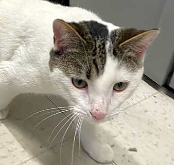 Photo of G-Cat