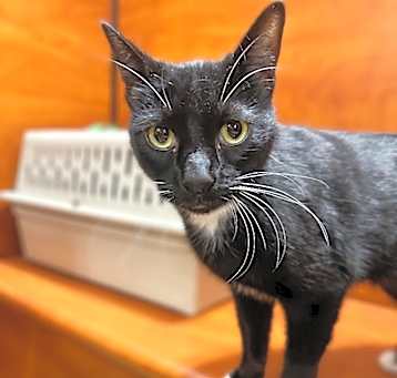 Photo of Sox