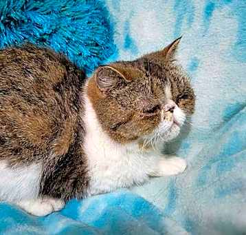 Photo of POSIE
