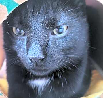 Photo of Ace