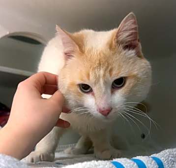 Photo of Topper