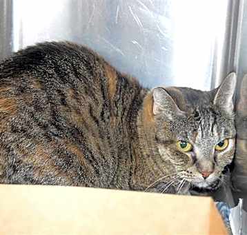 Photo of TINA (GARDEN CAT)