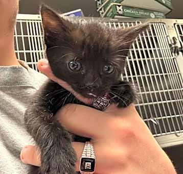 Photo of Willow