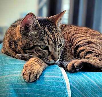Photo of TIGER