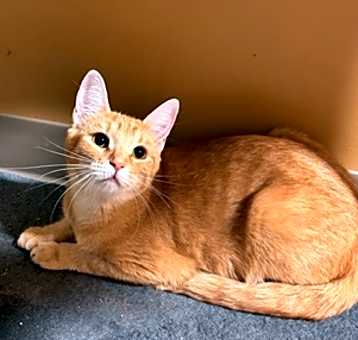 Photo of Penny