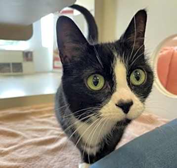 Photo of Callie-Stratford