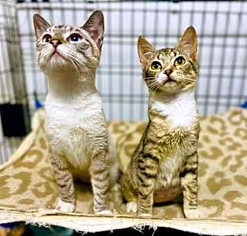 Photo of Dahlia & Damsel