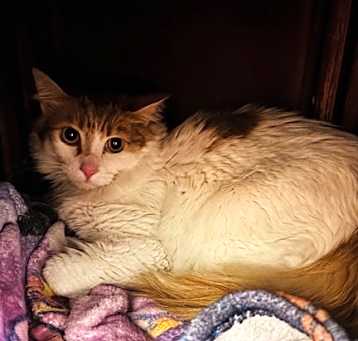 Photo of Spice