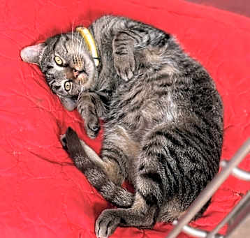 Photo of Griffin