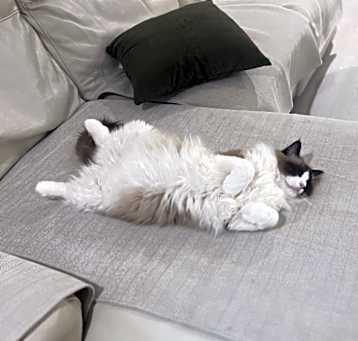 Photo of Sweet