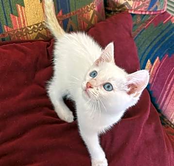 Photo of Nutmeg