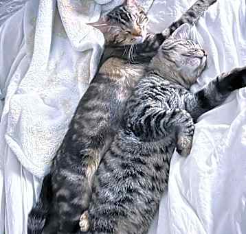 Photo of Mila and Milo