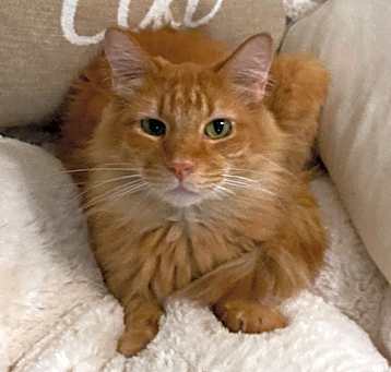 Photo of Simba