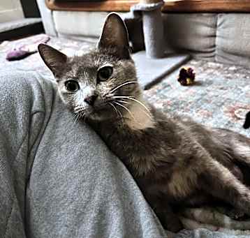 Photo of Mochi