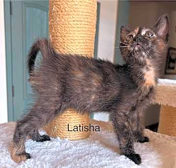 Photo of Latisha