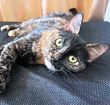 Photo of Galaxy - Mama Starry Night Litter