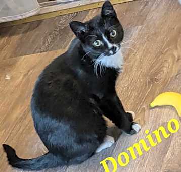 Photo of Domino