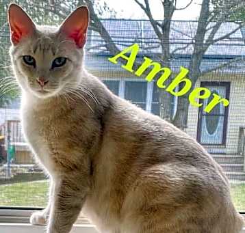 Photo of Amber