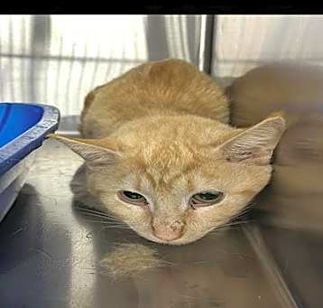 Photo of SAMSON