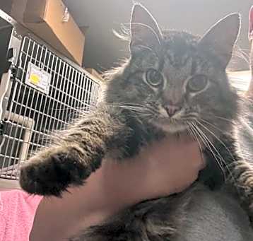 Photo of Apollo