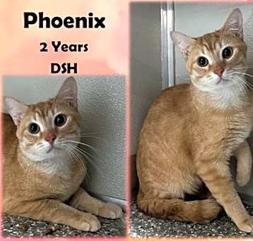 Photo of Phoenix