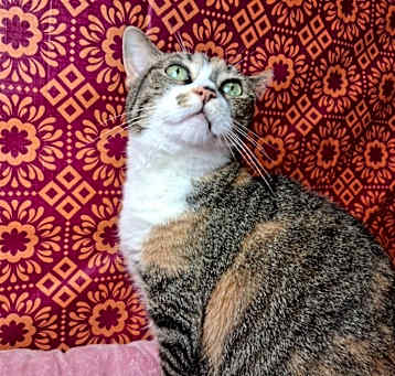 Photo of CREAM PUFF
