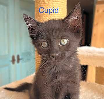 Photo of Cupid