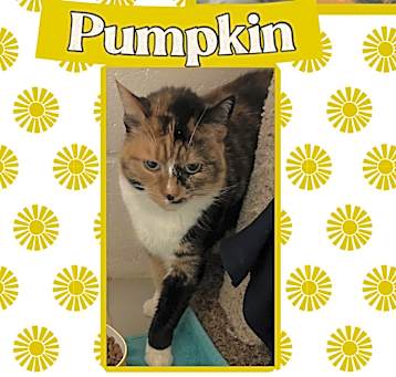 Photo of Pumpkin