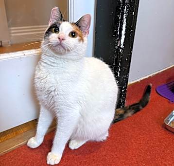 Photo of Demure
