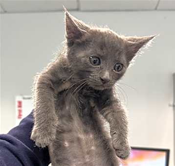 Photo of BLINX