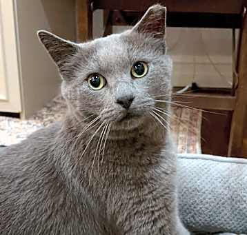 Photo of Studebaker