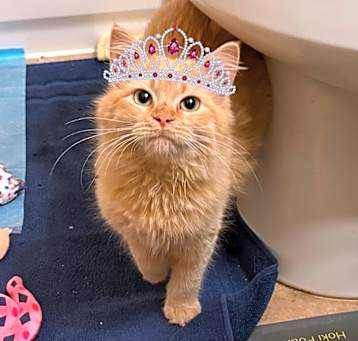 Photo of Devine Duchess Jessica Floof