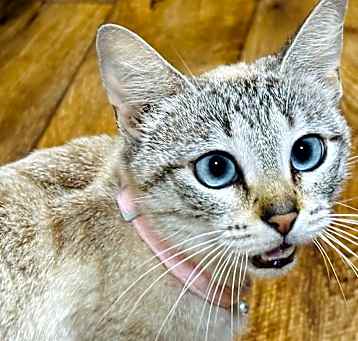 Photo of Kya