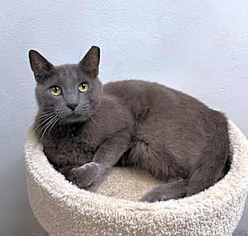 Photo of Smokey
