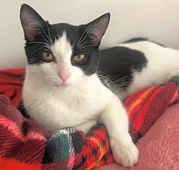 Photo of Suki 