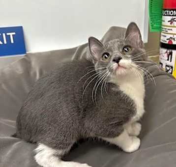 Photo of Mimosa