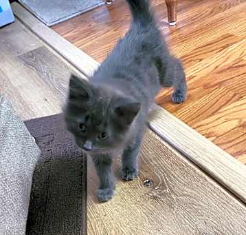 Photo of Fluffers