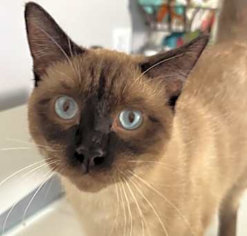 Photo of Smokey