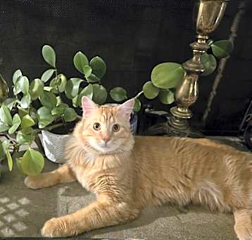 Photo of Buddy