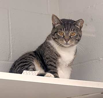 Photo of Gogo