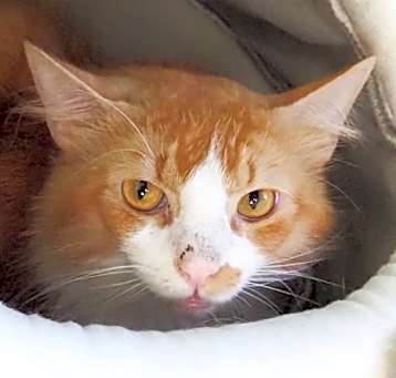 Photo of Garfield