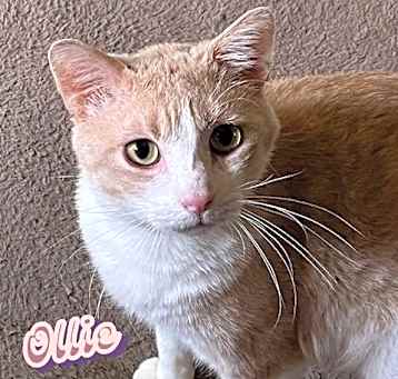 Photo of Ollie #cozy-snuggler