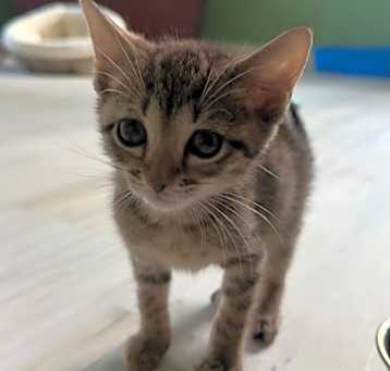 Photo of Finn - available May 14