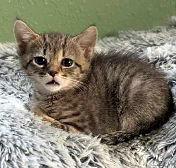 Photo of Felix - available 5/14