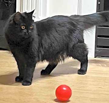 Photo of Shadowstar 
